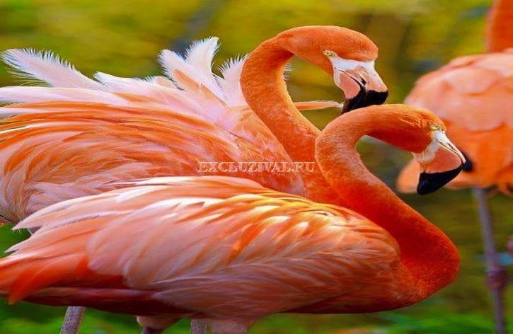 Розовые фламинго заполонили Измир